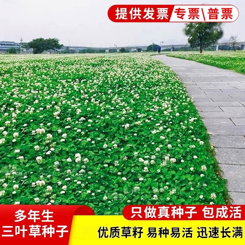 Оптовая защита зеленых склонов семена газона семена белого клевера балкон зеленый Двор Пейзаж красный клевер Большой выгодно