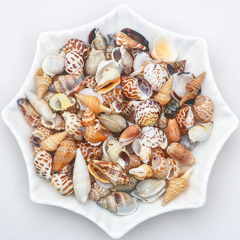 Concha Daquan natural con cera de pescado, materiales decorativos mediterráneos DIY al por mayor