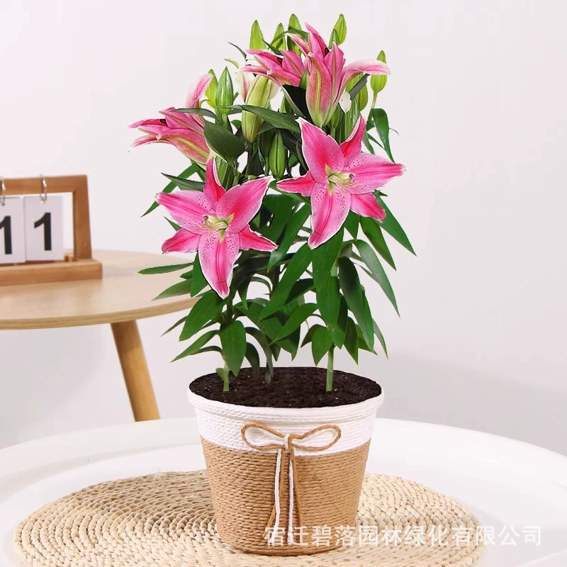 Парфюмерные лилии в горшках, рассада цветов с бутонами, свежие цветочные растения на Новый год, ароматные цветочные композиции, гидропоника, четырехсезонный балконный просмотр.