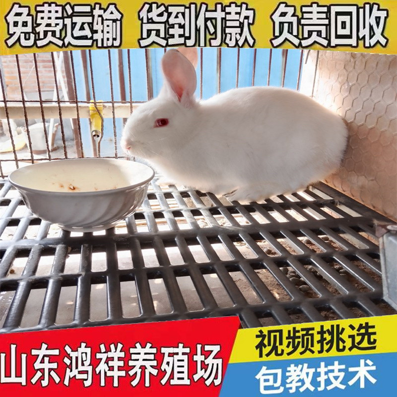 621f334cb827730a884ca5e4065408