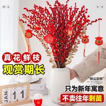 银柳真花鲜枝过春节新年红色年宵花束装饰客厅鲜花卉银柳干花鲜枝