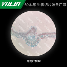 �����~�M�и�У�t�WԺУ�ýM������ʯϞ��Ƭ�˱��@΢�R