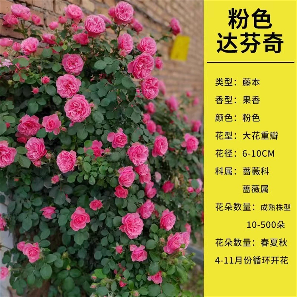 Европейский месяц Дженни Моро зеленое растение Горшечное растение Всесезонная машина для цветения резка рассады кустарник балкон двор рассада цветов розы