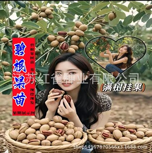 �̸�����������ɽ�������L�۹����箔��Y���Ϸ������ͺ��Nֲ