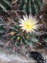 ��������F���F�����F���u�����򏊴������ƶ���ֲ��ɳ��ֲ��