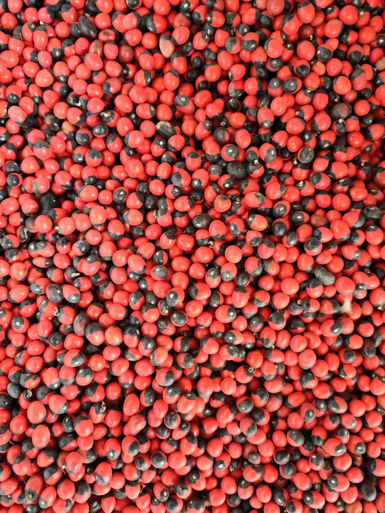 Xiang Si Dou (Abrus precatorius) — Dried Love Bean Seed for Traditional Herbal Use specifications