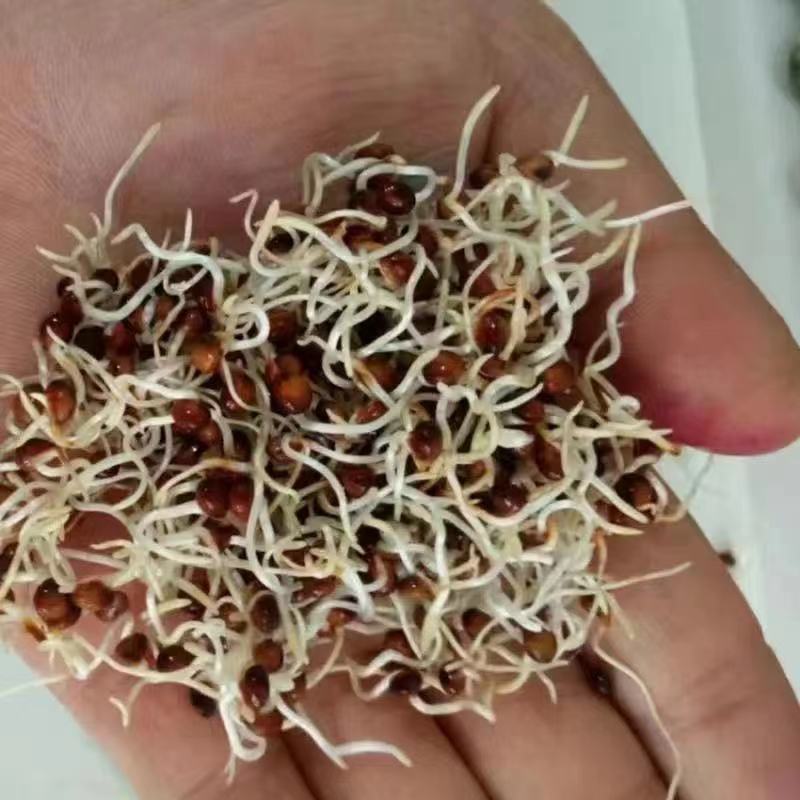 厂家批发牧草种子，高丹草种子养殖牛羊兔鹅鱼吃的饲料春夏播种_