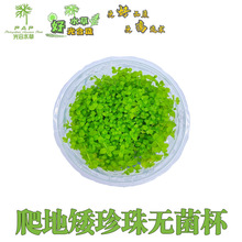 爬地矮珍珠无菌杯水草前景草有茎类水族箱装饰植物懒人水草