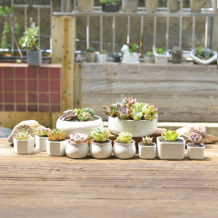 混批日式雜貨小花盆桌面透氣多肉盆栽可印製多肉植物白色陶瓷花盆