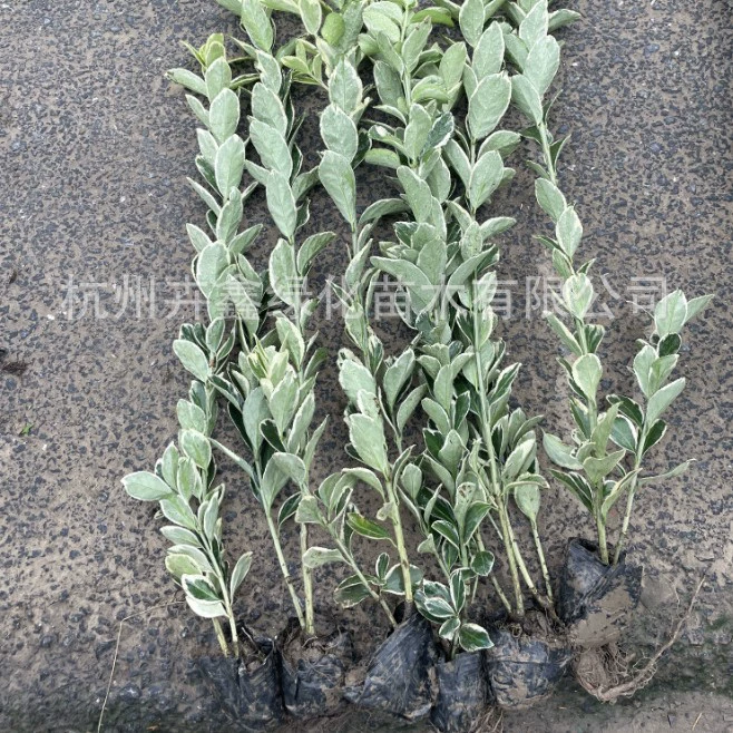 [Базовые прямые продажи] Пномпень Huangyang Engineering Seedling/Зеленая Рассада/Вечнозеленое растение/Пномпень Холли