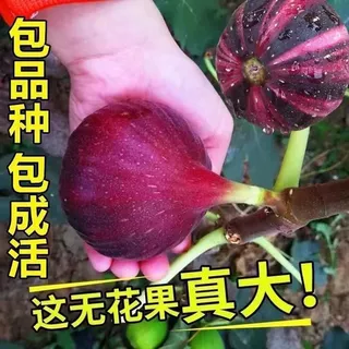 无花果树苗新品种早红无花果波姬红盆栽地栽大果无花果树苗耐寒