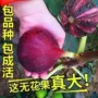 大果地栽耐寒盆栽树苗
