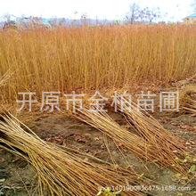 山桃稠李小苗山桃稠李5-12公分乔木绿化树山桃稠李播种树苗