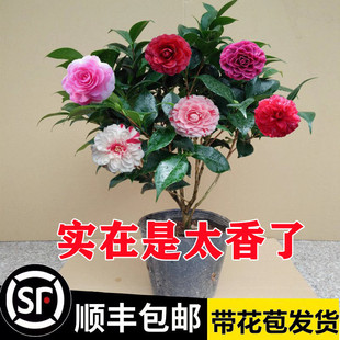 �������軨�����ļ�����ɽ�軨����ɫ�൤�����ͻ����҃�ֲ����B