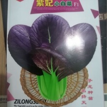 紫妃上海青种子紫罗兰油菜新鲜紫色苏州青四季播种高产蔬菜紫油菜