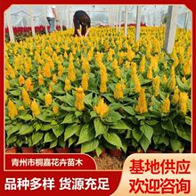 �r��ݻ����ع����t�~�G���pɫ���u�ڻ��t�~һ֧�P���̾G����