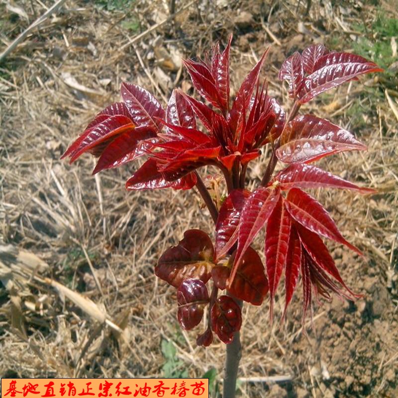 香椿树苗南方北方种植庭院盆栽地栽香椿芽春天树绿油红油香椿树苗