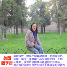 一件代发草坪种子美国四季青草籽公园道路小区绿化草籽工地草种子