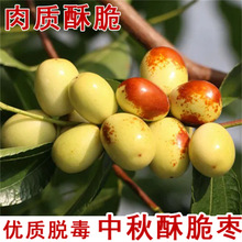 脆甜枣树蟠枣树活苗灰枣树苗枣嫁接大红枣盆栽地栽南北方种植果树