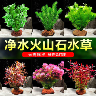 Centipede Water Ficus Lazy Man Water Plant Fish Tank Water Landscape Base Sand Package True