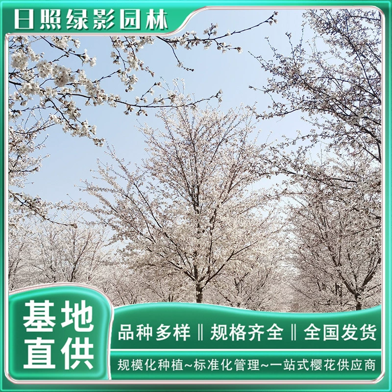 Сколько стоит цена саженцев сакуры Ёсино на производственной базе цветущей сакуры 6 см