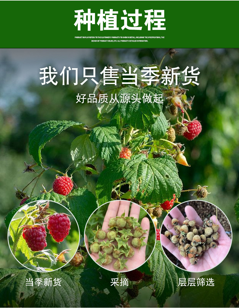 Raspberry Fruit (Rubus idaeus) — Dried Food-Herb Berries for Tea, Zhejiang Origin preparation