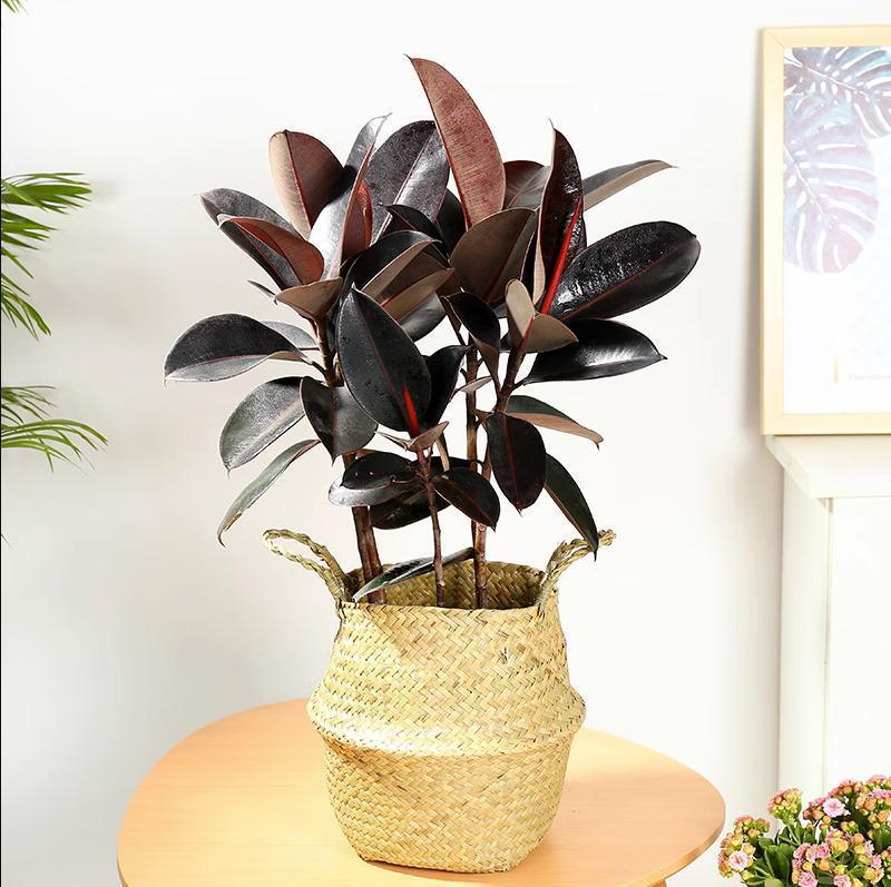Black Diamond Green Plant Potted Formaldehyde Removal Air Purification Healthy Office Flower Green Plant Bonsai Rubber Tree