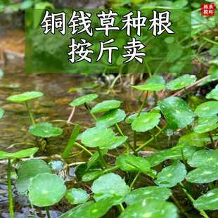 Old Root of Pennywort for Water Purification, Easy-To-Care-For and Durable Potted Plant for Indoor Hydroponics and Aquatic Greenery