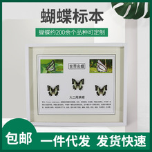 蝴蝶标本蝶 蝴蝶标本蝶品牌 图片 价格 蝴蝶标本蝶批发 阿里巴巴