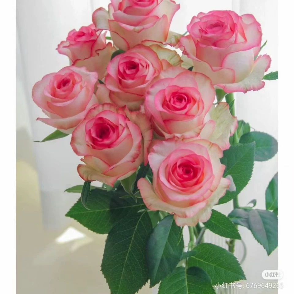 Саженцы свежесрезанных роз оптом, высокогорные красные, Королла, шампань, Айша Луо, саженцы для проекта «Божественная зелень», цветы