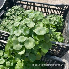 批发铜钱草 绿色水培植物 多芽多分枝铜钱草盆栽 湿地绿化植物