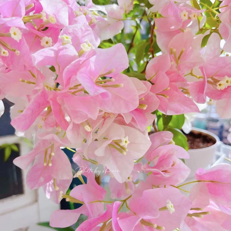 클래식 스타일(광홍사쿠라)