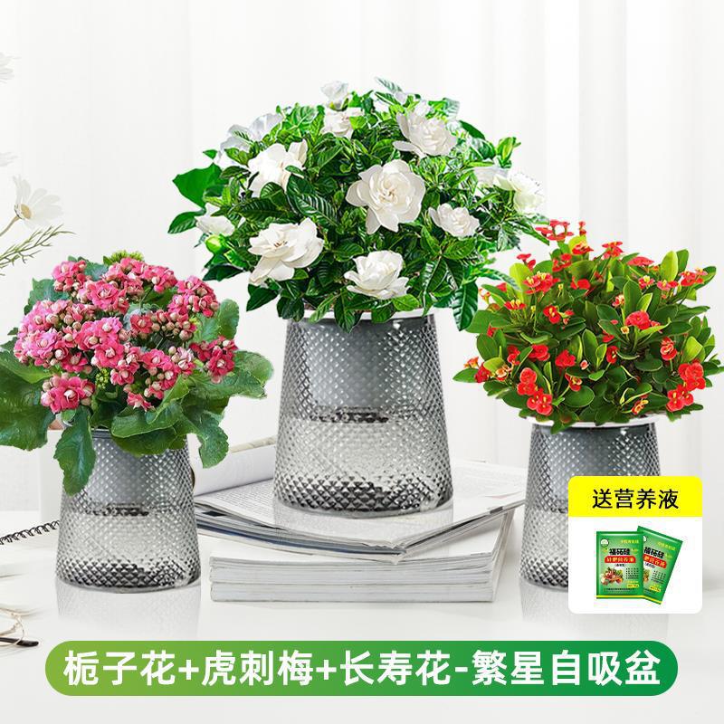 [꽃조합 3화분] 치자나무 + 호랑이가시자두 + 칼라비나(색상 랜덤) (별화분) + 영양액