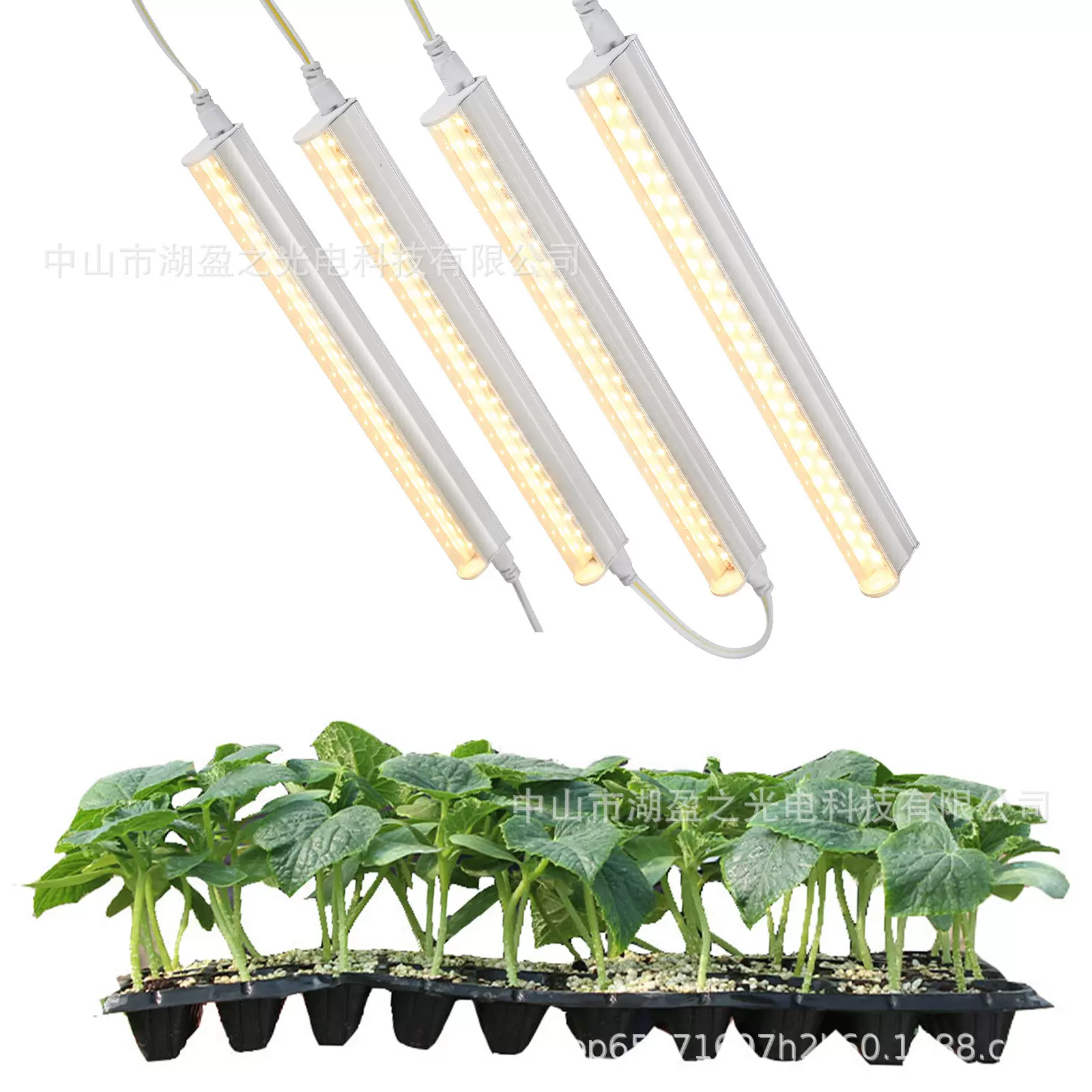 T5T8一体化LED植物生长灯管暖光粉光红蓝光多肉蔬菜植物补光灯