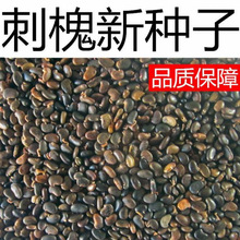 ̻NӰ׻̻㻨뻱N۷ۻSN