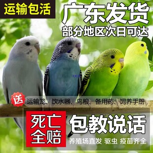 ��Ƥ�W�^���w�����B�fԒ�BС�B���B���w�^�p�B�W�^���B��ֳ�µ��B