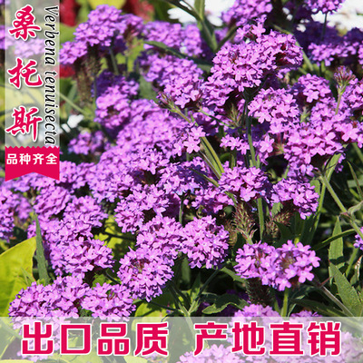 Willow leaf Verbenae For many years Flower seed Four seasons Easy species outdoor courtyard Potted plant flowers and plants Santos Seed