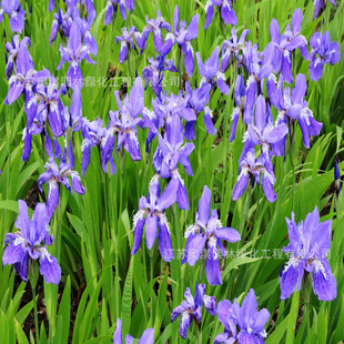 �Sβ�N���{���Sβ�m�����Sβ���񻨹��@ͥԺ�������������ܷN��