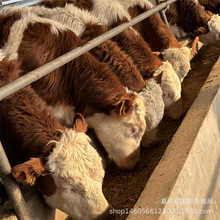 买肉牛看好品种 圈养西门塔尔牛好 鲁西黄牛好养殖吗