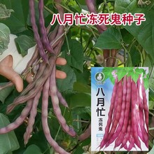 八月忙冻死鬼种子豆角四季豆芸豆菜豆种籽春秋耐寒耐热高产种孑