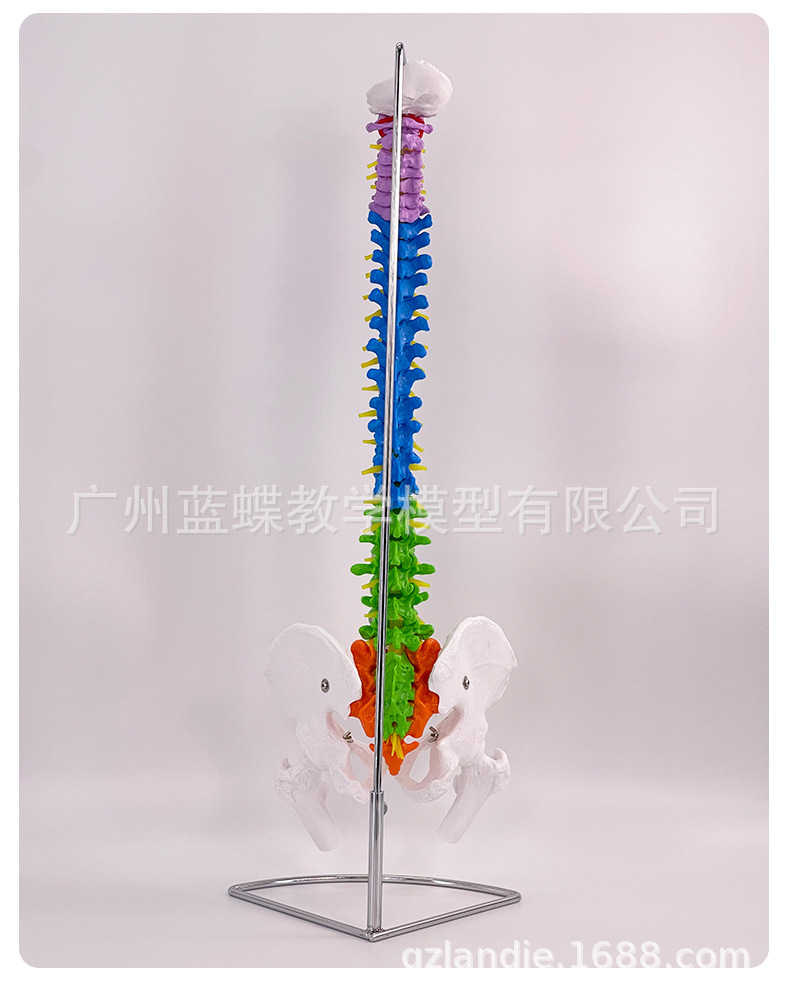 自然大脊柱_11