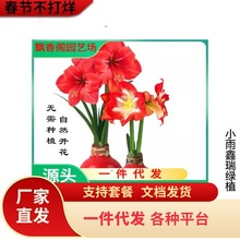 进口鬼魅荷兰朱顶红重瓣种球特大盆栽花卉大种球四季开花植物