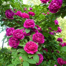 һlW̨ͥԺԻֲNޱٱ¼¼ļ