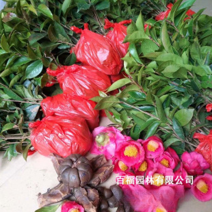 �������l ����t���Ͳ� ���ј��� �޽��� ���־G������