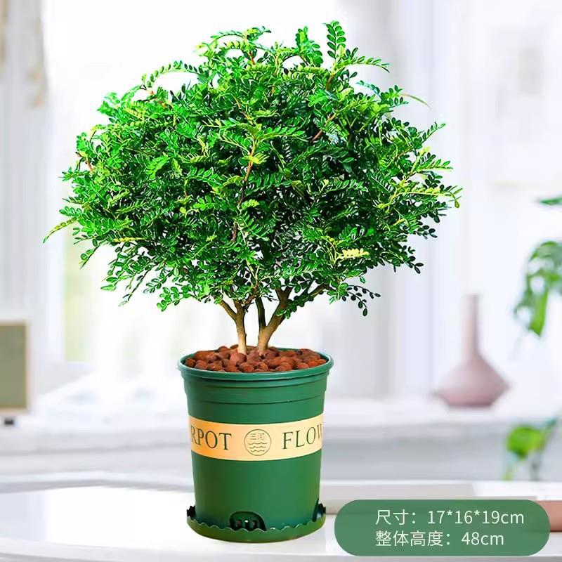 향목 6년근 모종(갤런 화분) + 영양액