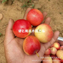 �t�����O��������ϱ����Nֲ�ͺ��O����޽Ӽt��ʿ���Ե��dС�O��