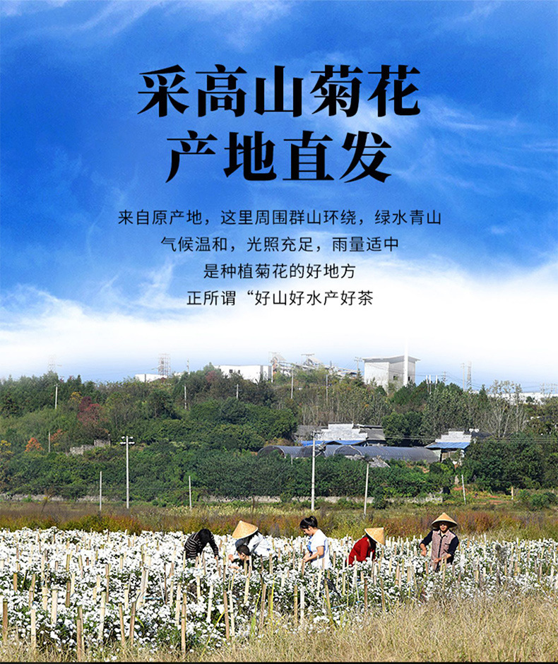 Huangshan White Chrysanthemum Tea July Ju Hua Dried Flower 500g Bulk Loose Herbal Tea overview