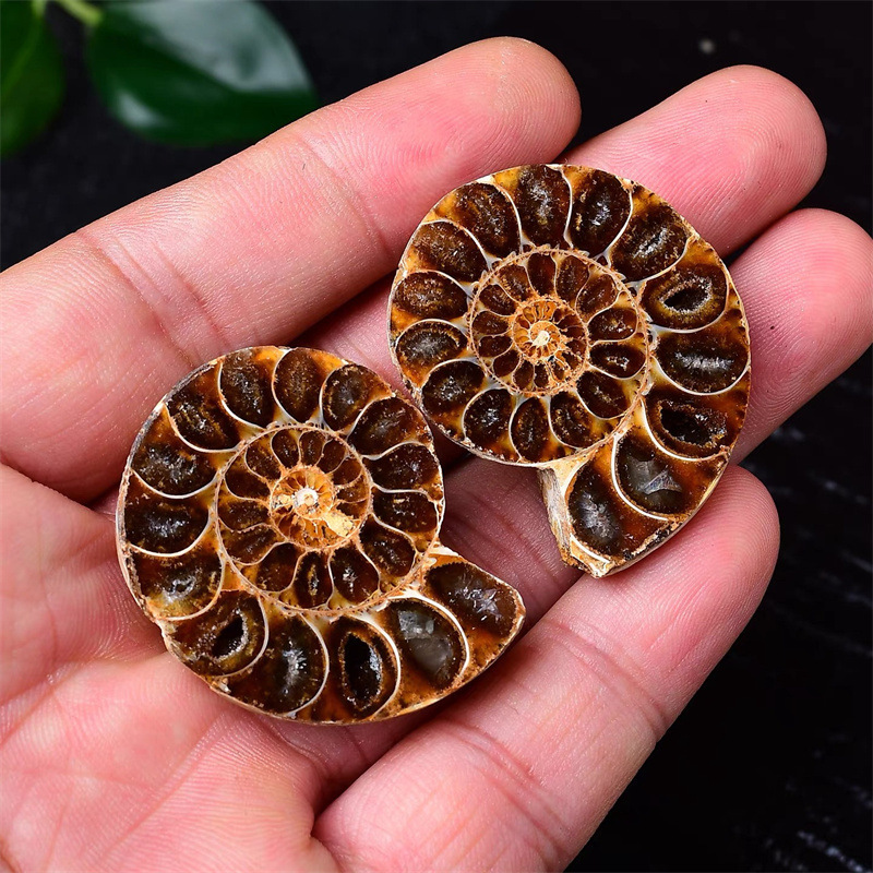 Foreign Trade Cross-Border Conch Fossil Slices, Ammonite Slices, Mineral Specimens, Children's Educational Science Raw Stones Foreign Trade Cross-Border Conch Fossil Slices, Ammonite Slices, Mineral Specimens, Children's Educational Science Raw Stones