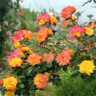 Vine Rainbow Large Vine Rose Cutting Flower Seedlings Garden Climbing Plants Four Seasons Rose Blossoms