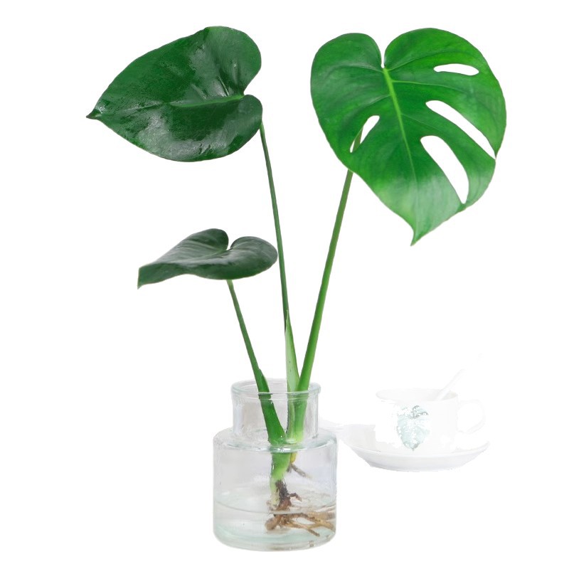 plantas de hidroponía de bambú de tortuga en el interior en cuatro estaciones buenas plantas verdes pequeñas en sala de estar hojas grandes plantas de maceta de pila vieja eliminación de formaldehído